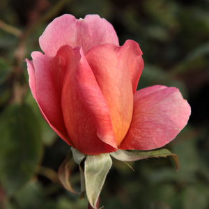 Poзa Куртуази - оранжевая - Роза флорибунда 